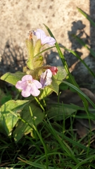 Pulmonaria officinalis