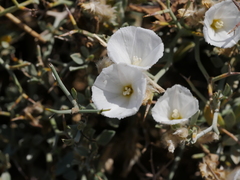 Convolvulus acanthocladus