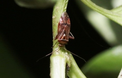 Diomocoris