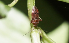Diomocoris