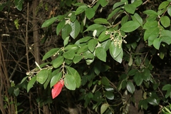 Cotoneaster glaucophyllus serotinus
