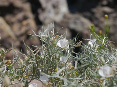 Convolvulus acanthocladus