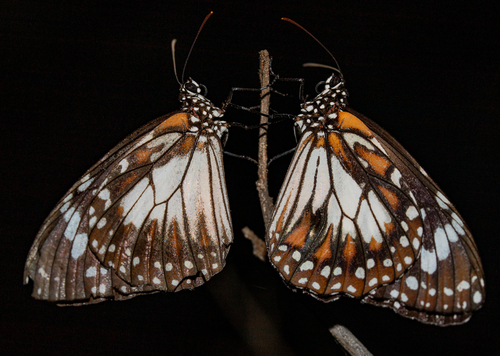 Swamp Tiger Butterfly photo 4