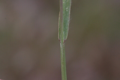 Bromus arenarius