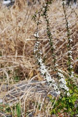 Spiraea prunifolia