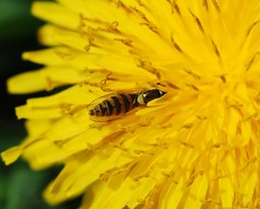 Sphaerophoria menthastri