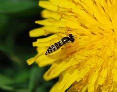 Sphaerophoria menthastri