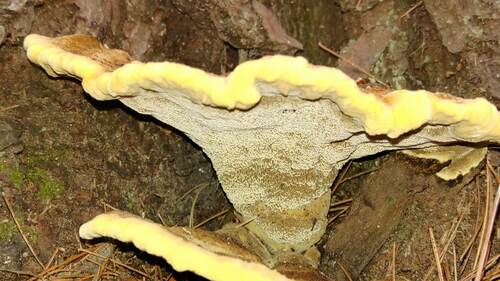 New World Dyer's Polypore