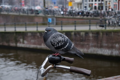 Columba livia domestica