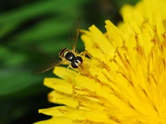 Sphaerophoria menthastri