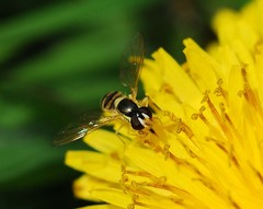Sphaerophoria menthastri