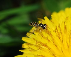 Sphaerophoria menthastri