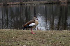 Alopochen aegyptiaca