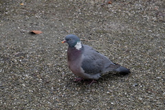 Columba palumbus
