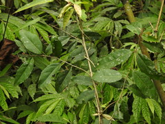 Elaeagnus thunbergii