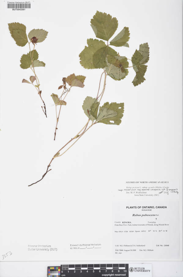 Rubus arcticus acaulis from Canada, Ontario, KENORA County, Polar Bear ...