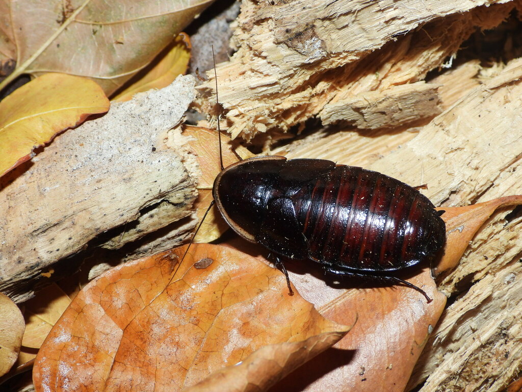 Hemiblabera brunneri