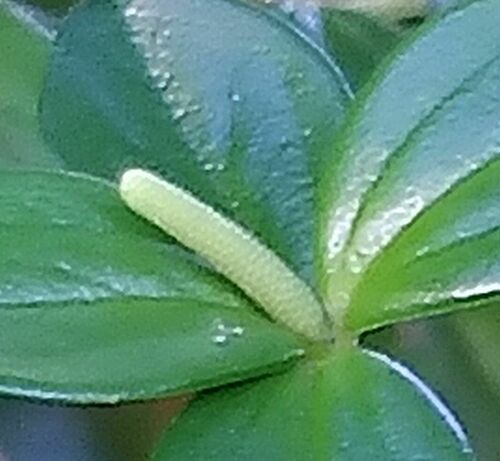 Peperomia trifolia, photograph 3