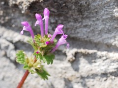 Lamium amplexicaule