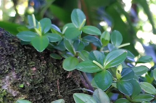Peperomia trifolia, photograph 4
