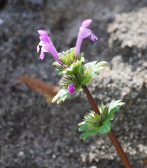Lamium amplexicaule