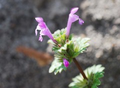 Lamium amplexicaule