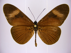 Acraea epiprotea