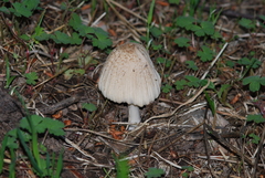 Coprinellus xanthothrix