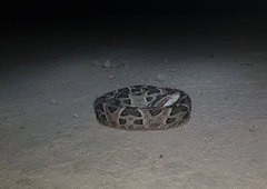 Bothrops mattogrossensis
