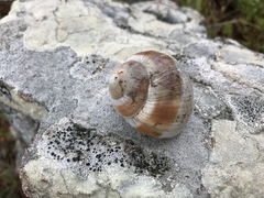 Helix cincta