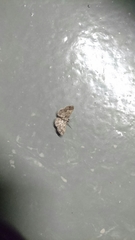 Zamarada latilimbata