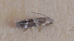 Mompha subbistrigella