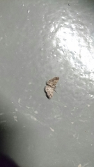 Zamarada latilimbata