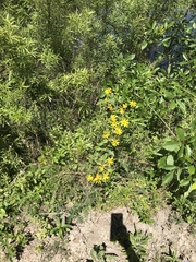 Engelmannia peristenia