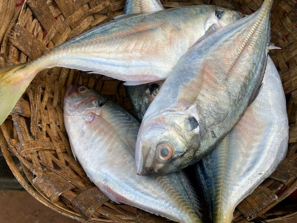 Shrimp scad