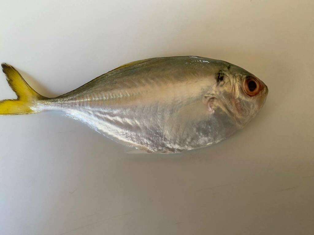 banded scad