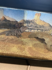 Crotaphytidae