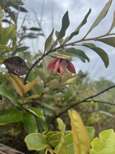 Araticum-do-cerrado