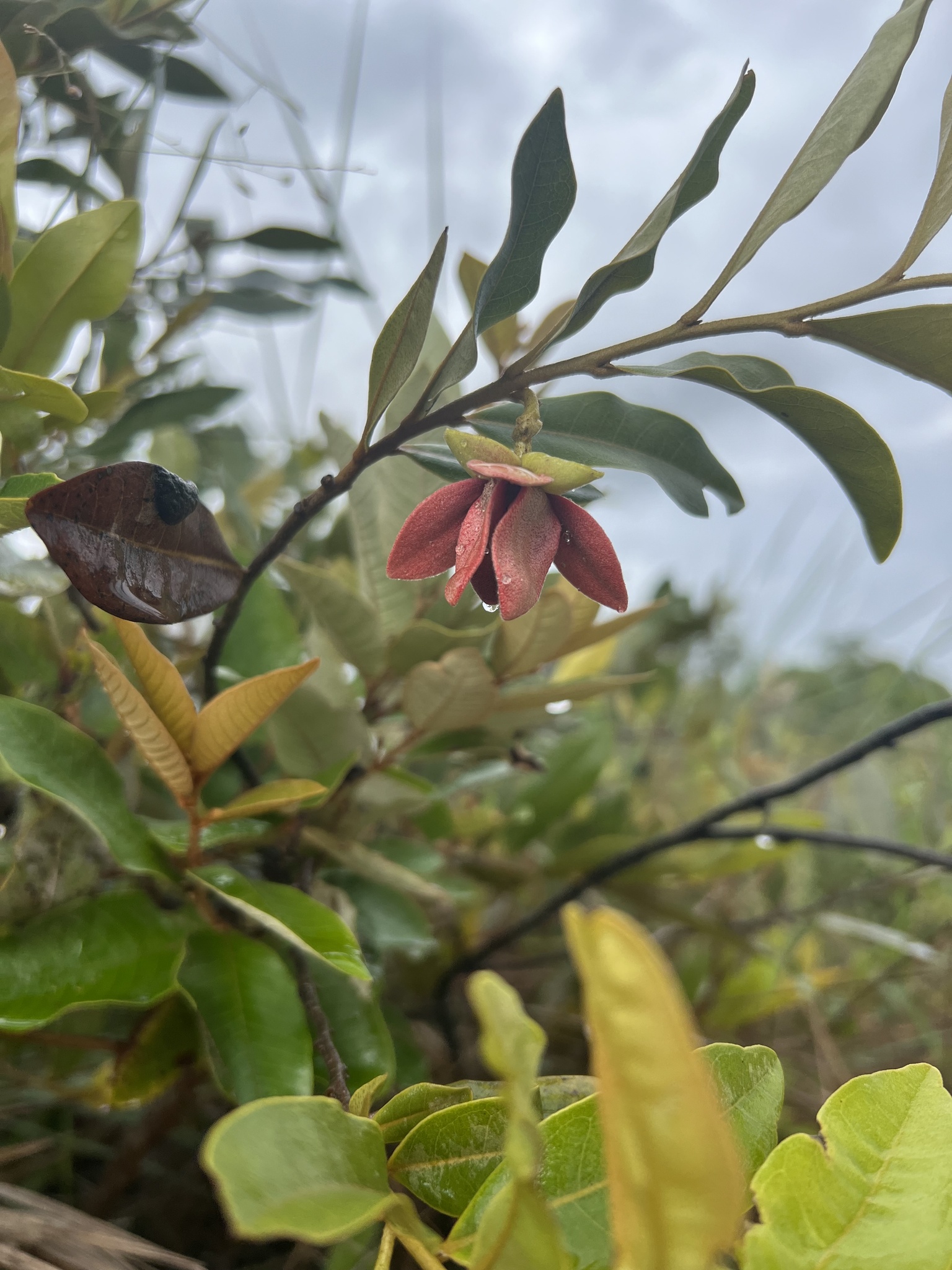 Imagem de Araticum-do-cerrado