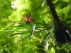 Aechmea tillandsioides