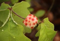 Callirhytis seminator