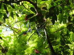 Aechmea tillandsioides