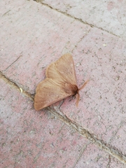 Phyllalia patens