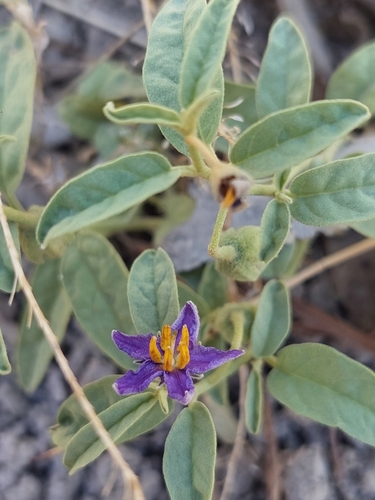 Image of Solanum esuriale by (c) Nina Kerr, some rights reserved (CC BY)