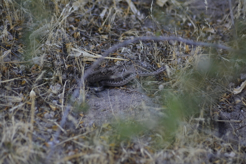 False Tomodon Snake, Tachymenis trigonatus