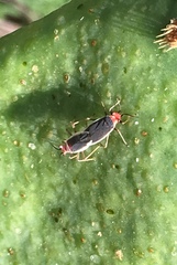 Hesperolabops gelastops