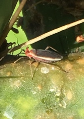 Hesperolabops gelastops