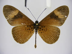Acraea epiprotea