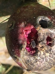 Hesperolabops gelastops