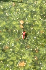 Hesperolabops gelastops